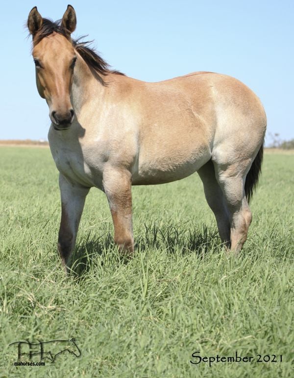 Annabone's 2021 Dun Roan Filly